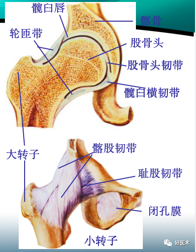 骨科必备局部解剖及手术入路，高清图文详解！