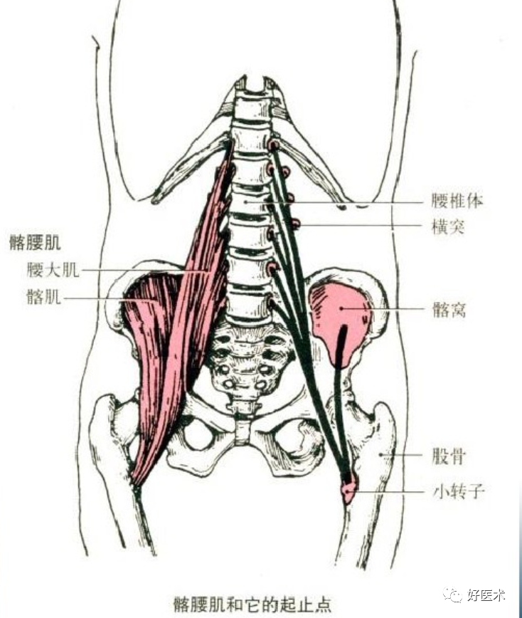 骨科必备局部解剖及手术入路，高清图文详解！