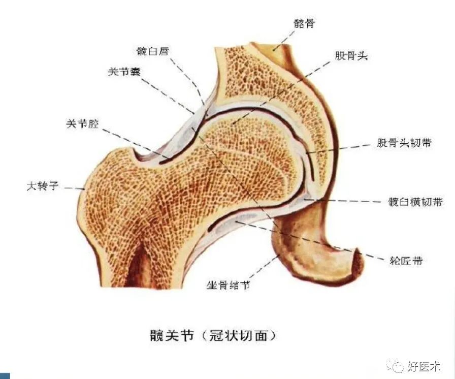 骨科必备局部解剖及手术入路，高清图文详解！