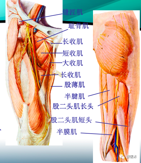 骨科必备局部解剖及手术入路，高清图文详解！