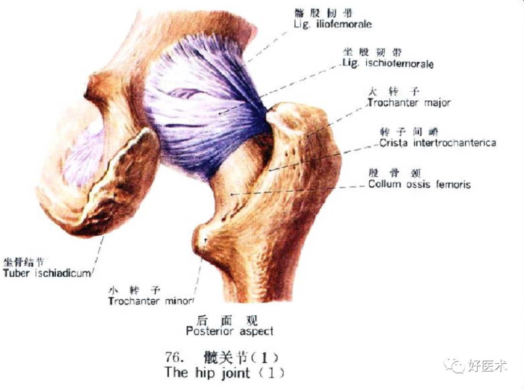 骨科必备局部解剖及手术入路，高清图文详解！