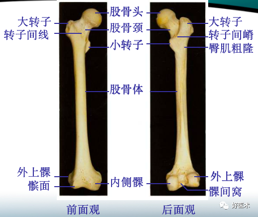 骨科必备局部解剖及手术入路，高清图文详解！