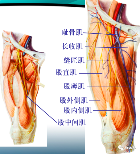 骨科必备局部解剖及手术入路，高清图文详解！