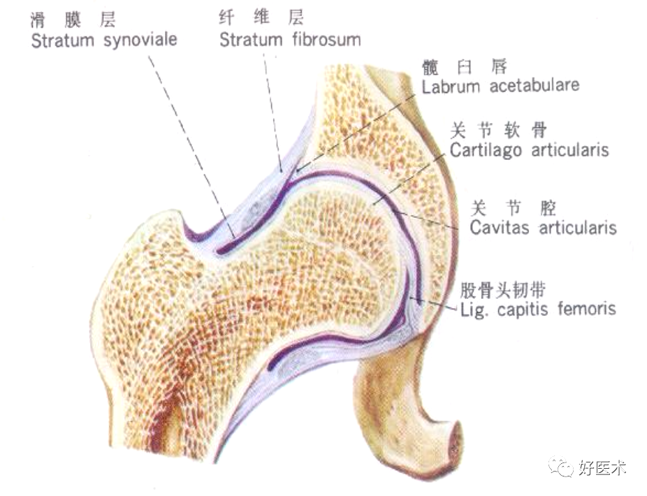 关节的辅助装置韧带囊内韧带囊外韧带关节盘关节唇滑膜襞滑膜脂垫滑膜