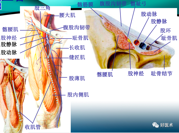 骨科必备局部解剖及手术入路，高清图文详解！