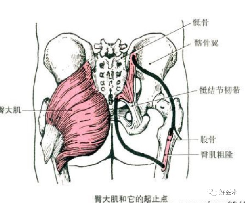 骨科必备局部解剖及手术入路，高清图文详解！