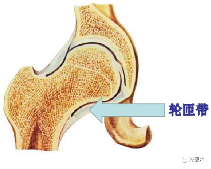 骨科必备局部解剖及手术入路，高清图文详解！