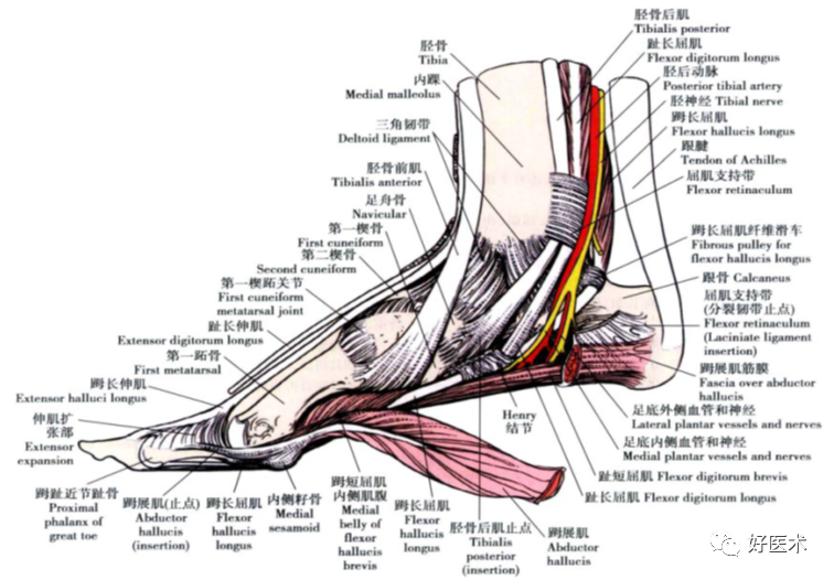 踝关节局部详细解剖，人人看得懂用得上！