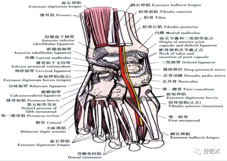 踝关节局部详细解剖，人人看得懂用得上！