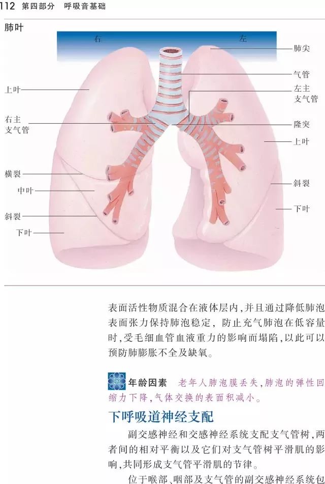 这本《听诊技巧-呼吸音及心音》正版图书免费送啦！