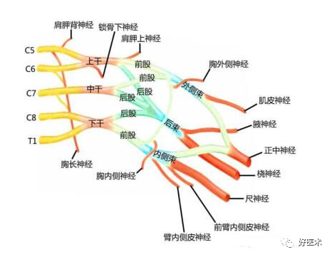 读懂脊柱神经支配及走形分布，高清图谱请收好！