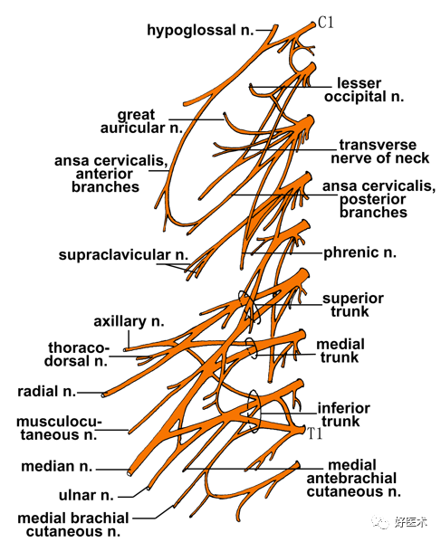 读懂脊柱神经支配及走形分布，高清图谱请收好！