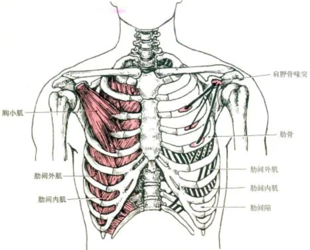 肌肉解剖、起止点及功能讲解高清图，收藏随时查看！
