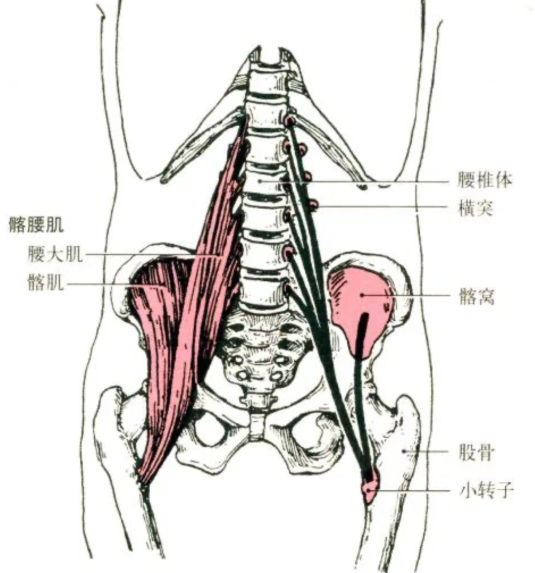 最詳細臀部拉伸教程_臀部肌肉解剖結構圖 - 啊噗網