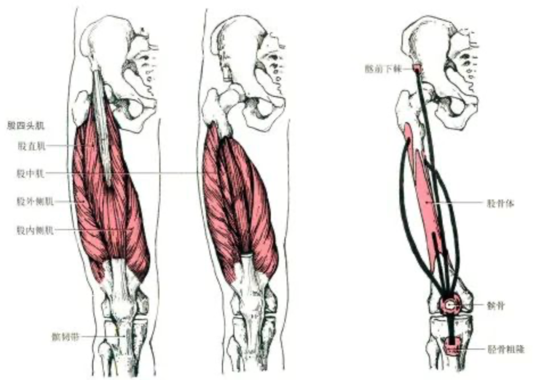 肌肉解剖、起止点及功能讲解高清图，收藏随时查看！
