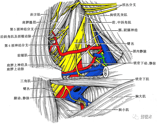 颈部手术必备解剖知识，高清彩色图谱详解！