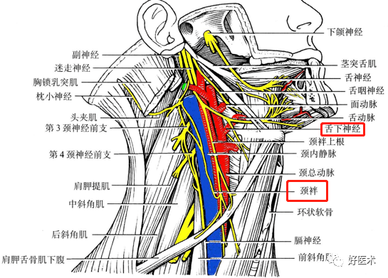 颈动脉鞘及内容位置:上起自颅底,下续于纵隔内容:前内侧:颈总a和颈内a