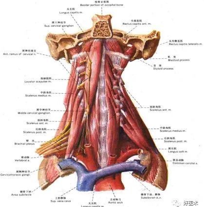 颈部手术必备解剖知识，高清彩色图谱详解！