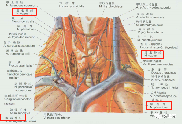 椎动脉三角名词解释图片