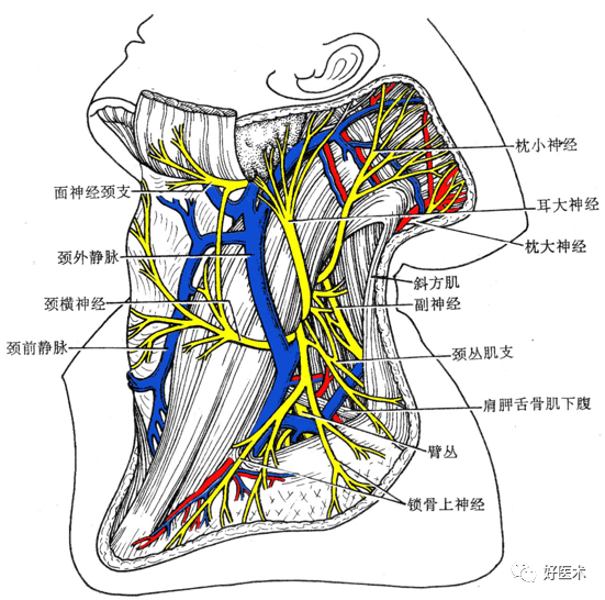 肌间神经丛图片