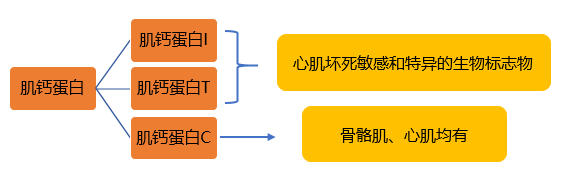 肌钙蛋白I