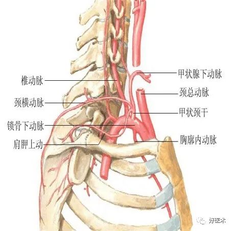 肋间动脉解剖图片图片