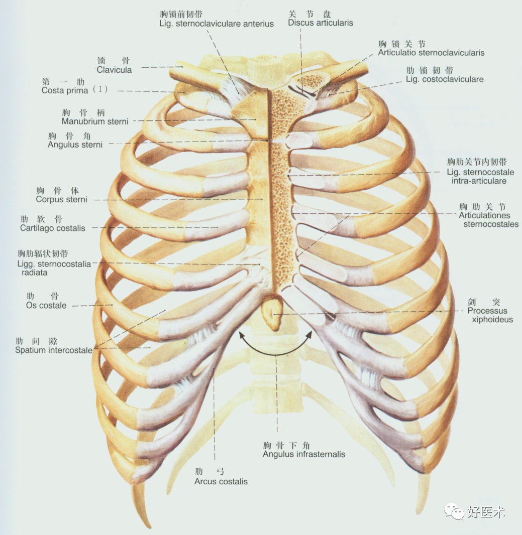 连结第6或第7肋软骨的前后面及胸骨剑突前后面之间,于肋软骨和胸骨