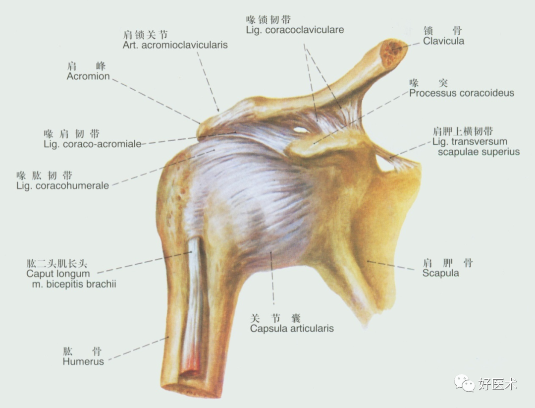 结节间沟解剖位置图片