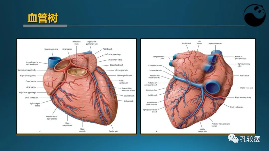 从零开始，教你全面剖析冠脉造影结果！