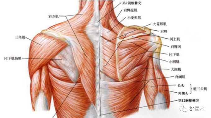 肩部疼痛患者，应考虑到的26种诊断！