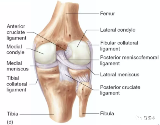 膝关节局部解剖及手术入路，基础手术必备！