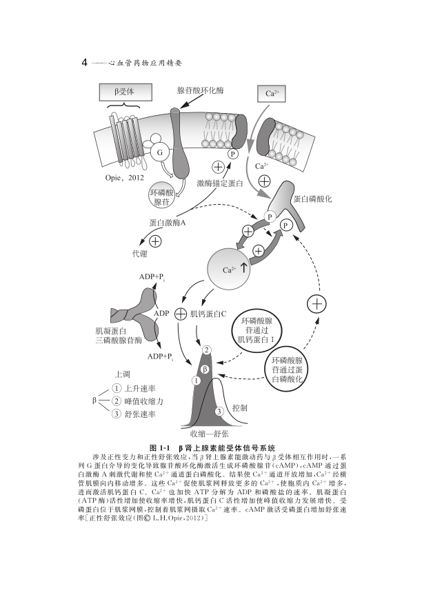经典之作：心血管用药指南名著，王炳银、郭继鸿联合主译！