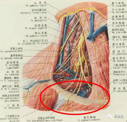 锁骨骨折解剖、切口及操作技巧，本文为你理清思路！