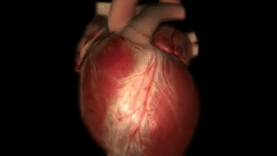 世界心脏日：16张图片带你认识心脏，『保护』从心开始！