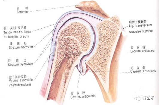 关于肩关节周围炎，这9点必须交代清楚了！