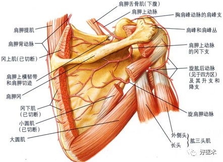 关于肩关节周围炎，这9点必须交代清楚了！