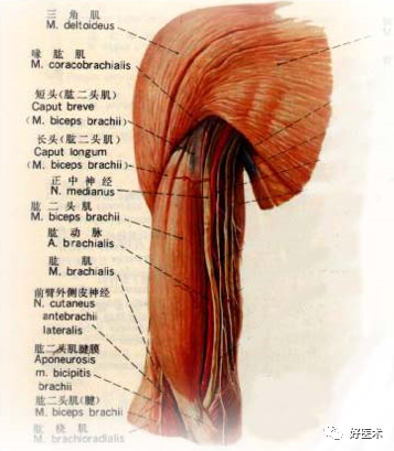 关于肩关节周围炎，这9点必须交代清楚了！