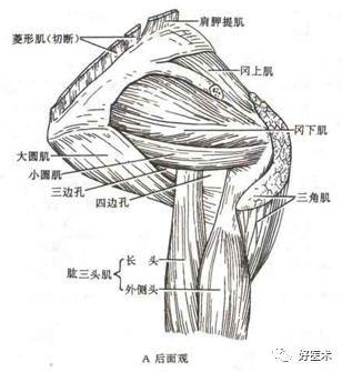 关于肩关节周围炎，这9点必须交代清楚了！