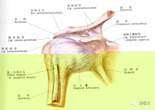 关于肩关节周围炎，这9点必须交代清楚了！
