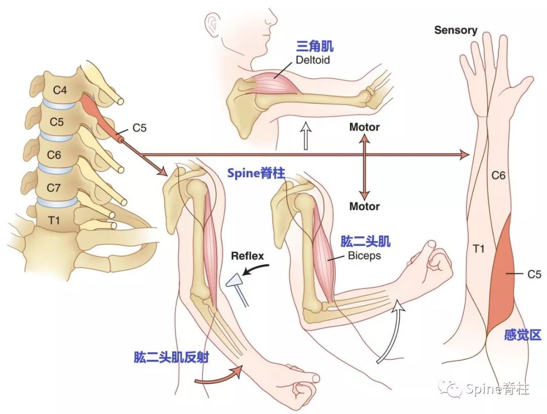 没掌握这些知识，别说你懂颈椎病！
