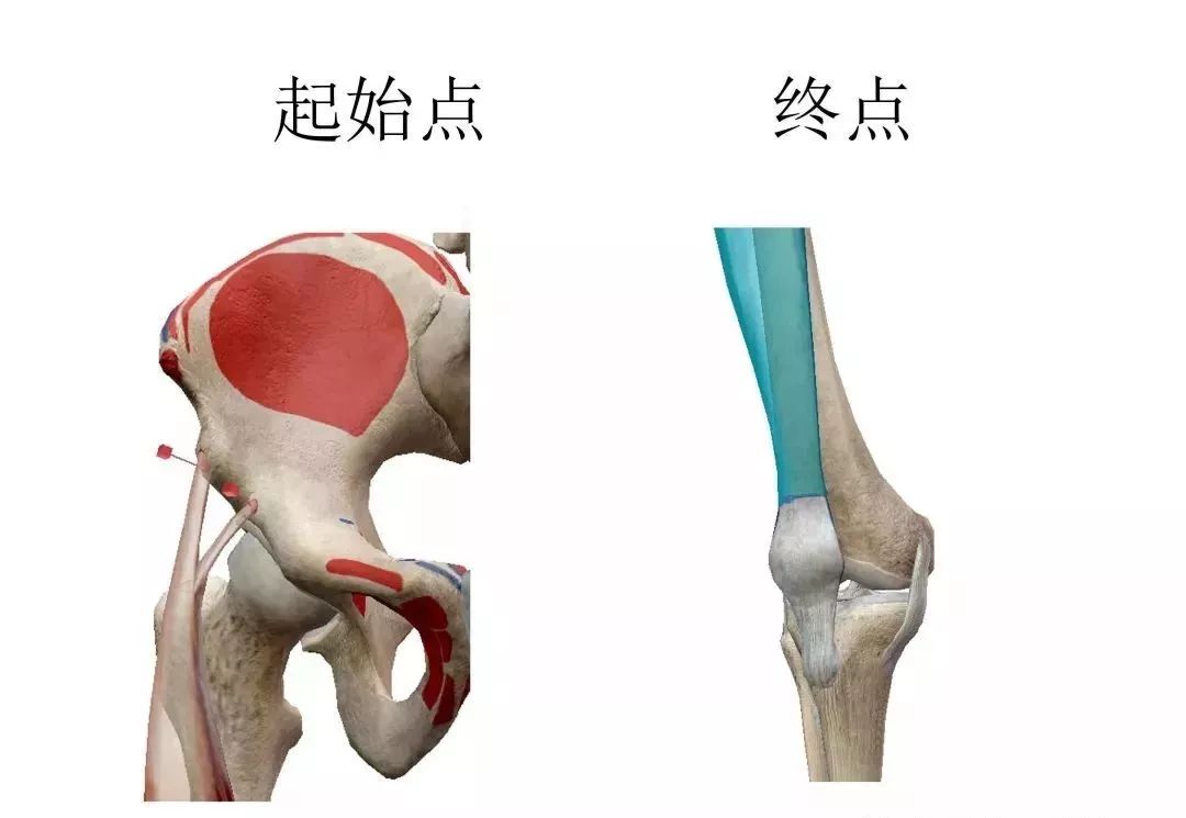 膝关节3D全彩解剖图谱，解剖学老师都推荐！