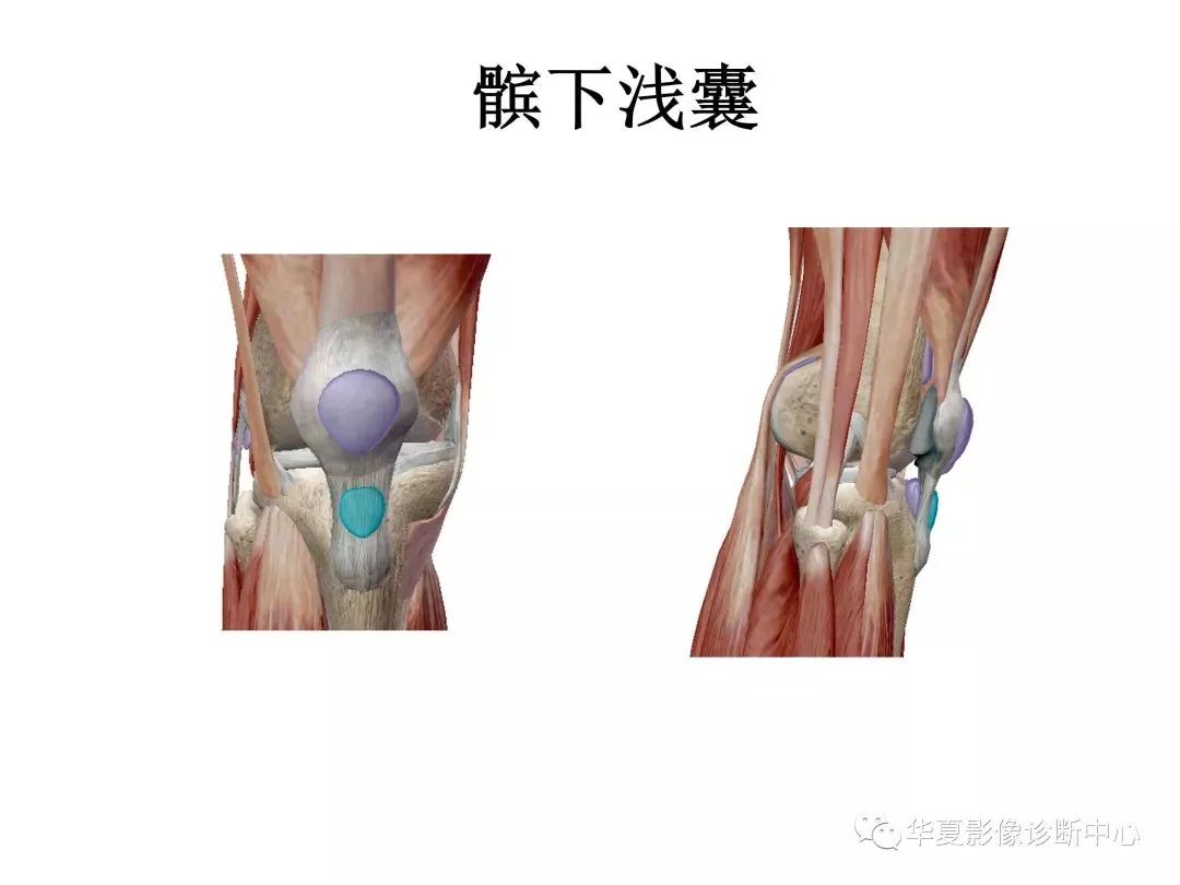 膝关节3D全彩解剖图谱，解剖学老师都推荐！