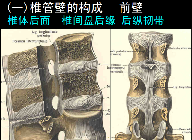 超详细脊柱椎管解剖（高清大图），经典珍藏版！