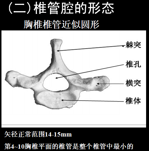 超详细脊柱椎管解剖（高清大图），经典珍藏版！