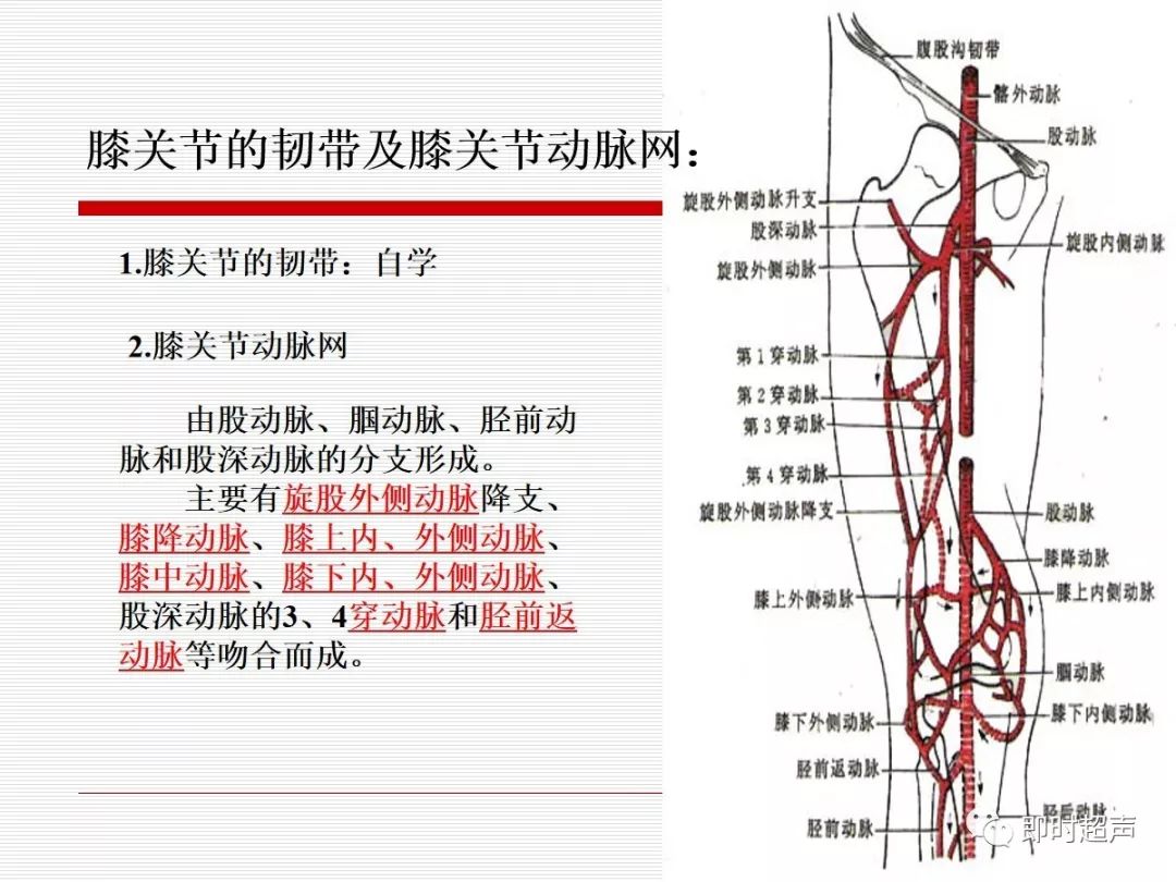 图4-198 小腿和足部的动脉(外侧观)(4)-外科学-医学