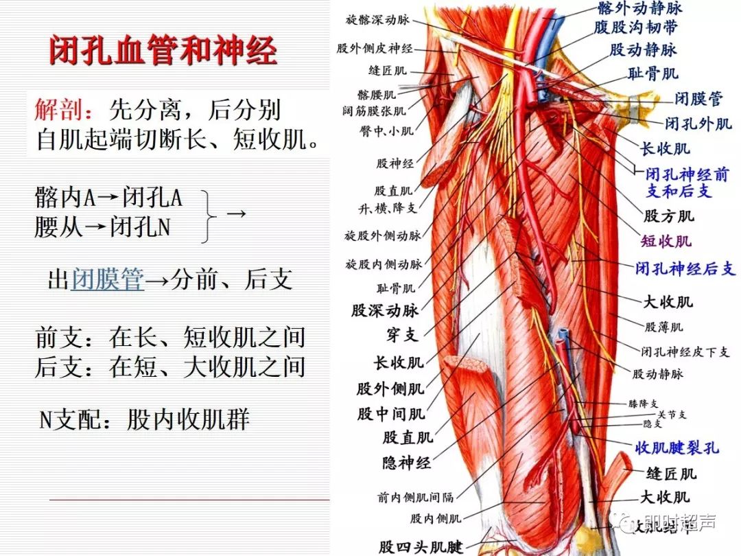 大腿内侧血管明显是怎么回事？有图，是静脉曲张吗？_百度知道