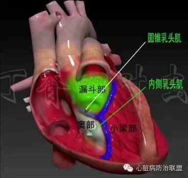 高清珍藏版！心脏解剖3D图谱~