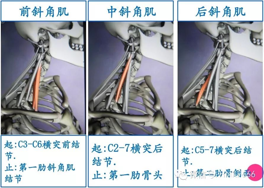 超精细3D骨骼肌解剖图谱，骨科医生必备珍贵资料！