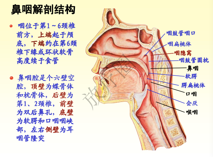 鼻咽癌调强放疗靶区勾画原则