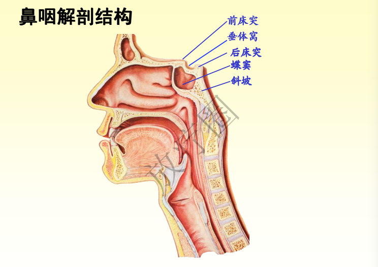 鼻咽癌调强放疗靶区勾画原则